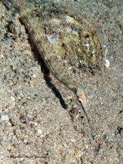 Corythoichthys schultzi