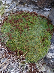Myosotis pulvinaris
