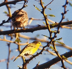 Crithagra dorsostriata