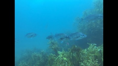 Latridopsis ciliaris