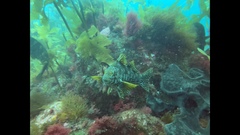 Aplodactylus arctidens