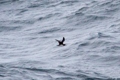 Pseudobulweria rostrata