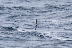 Pseudobulweria rostrata