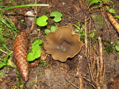 Phylloscypha phyllogena