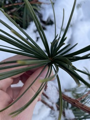 Sciadopitys verticillata