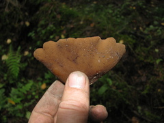 Phylloscypha phyllogena