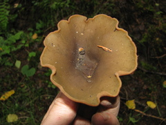 Phylloscypha phyllogena