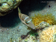 Canthigaster cyanospilota