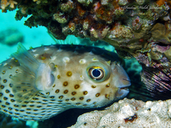 Cyclichthys spilostylus