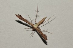 Pterophoridae