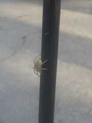 Araneae