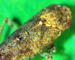 Paraphlepsius tennessus