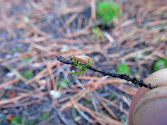 Hemerobius nitidulus