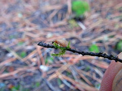 Hemerobius nitidulus