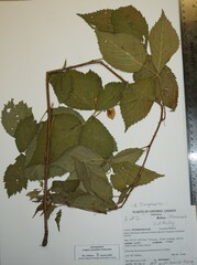 Rubus ithacanus