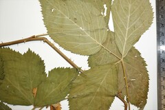 Rubus ithacanus