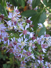 Symphyotrichum cordifolium