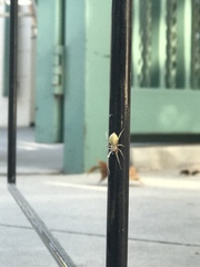 Araneae