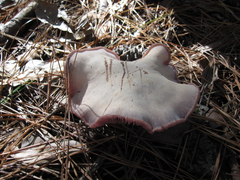Laccaria ochropurpurea