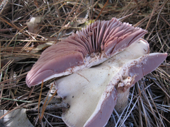 Laccaria ochropurpurea