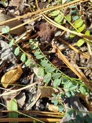 Astragalus obcordatus image