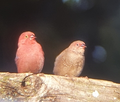 Lagonosticta senegala