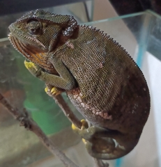 Chamaeleo dilepis
