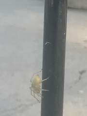 Araneae