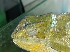 Chamaeleo dilepis