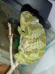 Chamaeleo dilepis