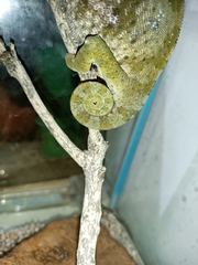 Chamaeleo dilepis