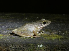 Chalcorana chalconota