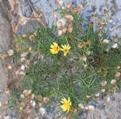 Senecio nevadensis malacitanus
