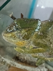 Chamaeleo dilepis