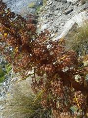 Aciphylla