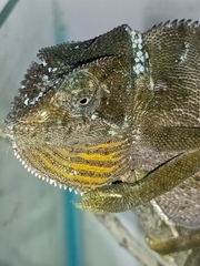Chamaeleo dilepis