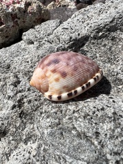 Cypraecassis testiculus