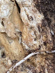 Camponotus lateralis
