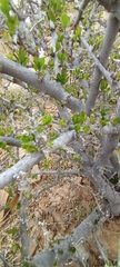 Ehretia rigida