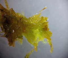 Sphagnum tenellum