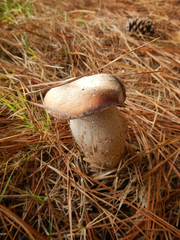 Laccaria ochropurpurea