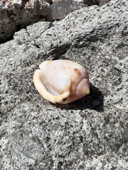 Cypraecassis testiculus