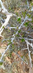 Ehretia rigida