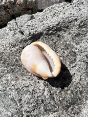 Cypraecassis testiculus