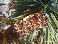Aciphylla