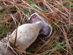 Laccaria ochropurpurea