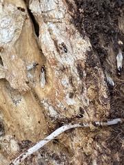 Camponotus lateralis