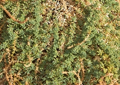 Salsola papillosa