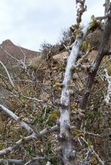 Ehretia rigida