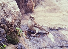 Crithagra reichenowi